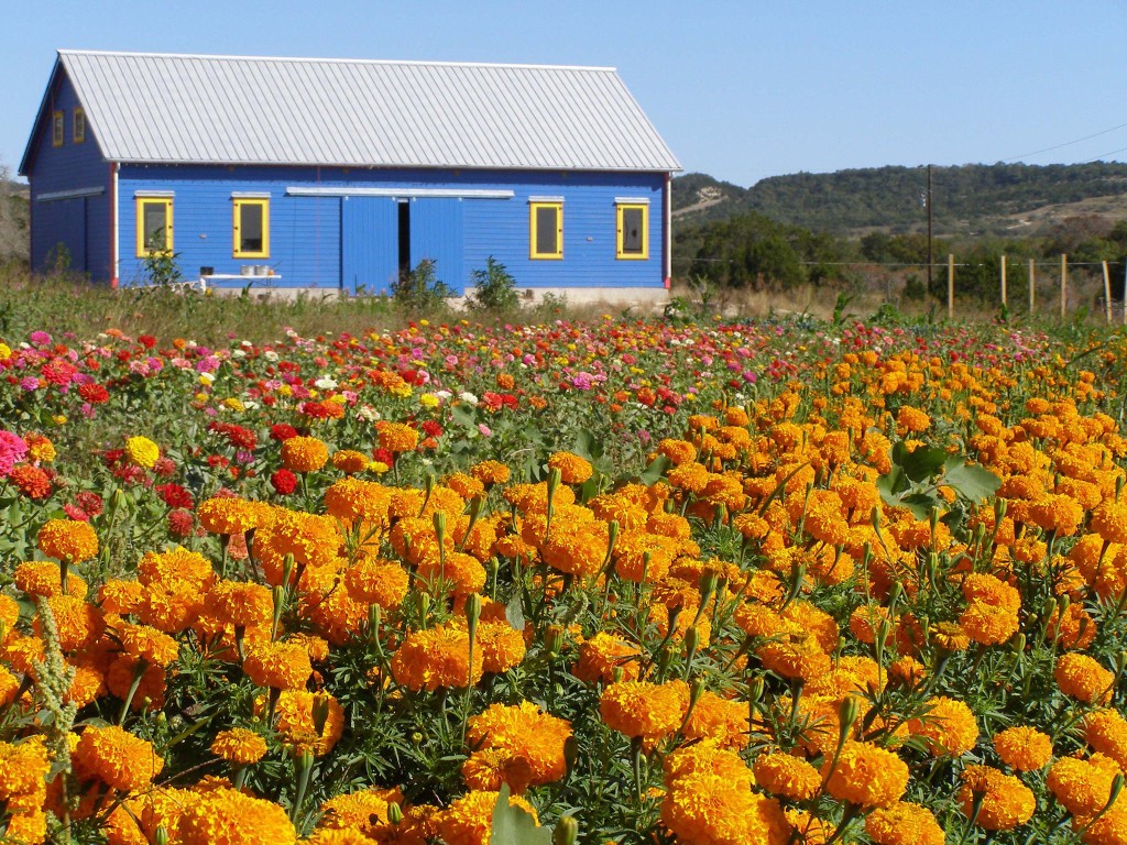 Colorful flower fields and a blue barn at golden hour during The Bachelorette flower farm visit