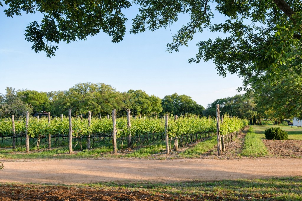 Vineyard rows and path on a clear day