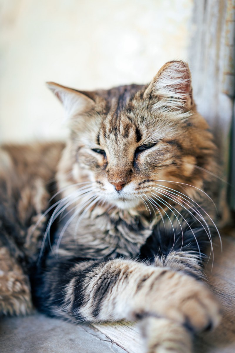 Tabby winery cat resting in the sun